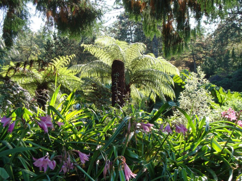 Dicksonia Antarctica Yachts Caymans