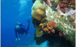 Coral Gardens Snorkeling Cayman Islands