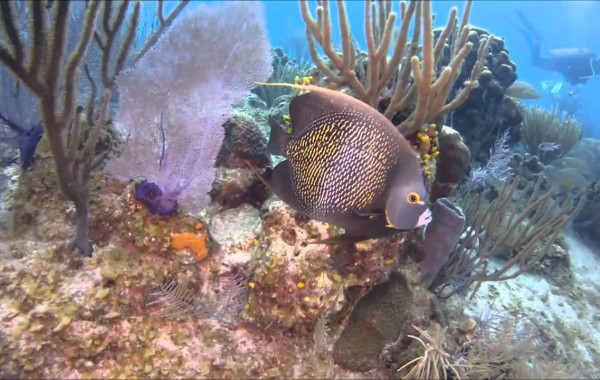 Scuba Diving Little Caymans