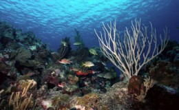 Snorkeling Cayman Islands