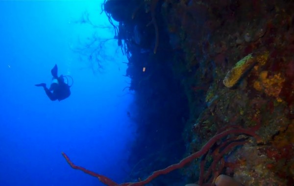 Scuba Diving Little Caymans