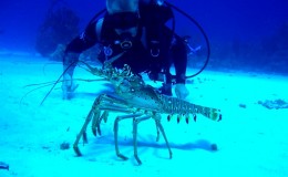Scuba Diving Caymans