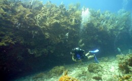 Coral Gardens Snorkeling Cayman Islands