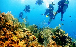 Snorkeling in the Coral Gardens