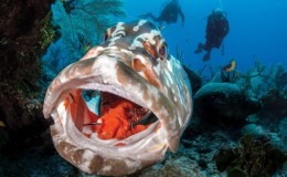 Scuba Diving Little Cayman Islands
