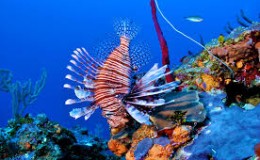 Scuba Diving Little Caymans