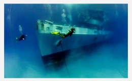 caymans kittiwake