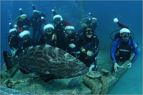 Coral Gardens Snorkeling