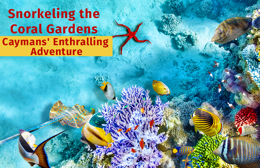 Coral Gardens Snorkeling